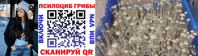 Купить  Струнино  Псилоцибиновые грибы GOLDEN TEACHER 